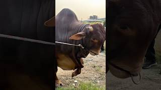 Download lagu Hefty Sahiwal Bull Returns to the Barn! 🐂 mp3 Download lagu Hefty Sahiwal Bull Returns to the Barn! 🐂 mp3