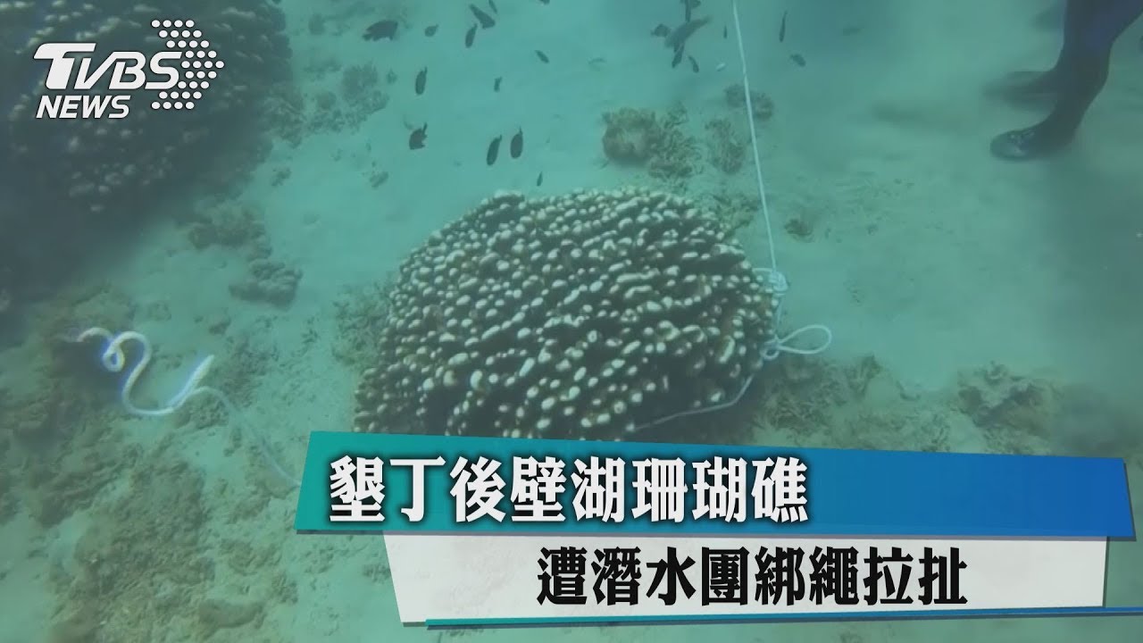 墾丁後壁湖珊瑚礁　遭潛水團綁繩拉扯