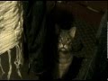 ¿Queréis saber qué dice tu gato cuando maúlla? 