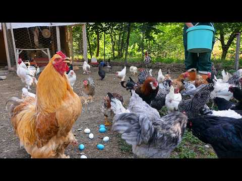 Sounds Great - Natural and Organic Poultry Farming - Hatching Chicken Eggs Naturally - Farm Animals