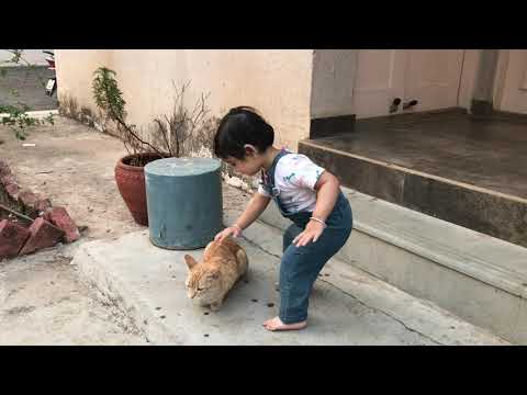 Playtime | When you want the cat to be your friend