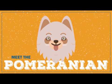 Pomeranian | CKC Breed Facts & Profile