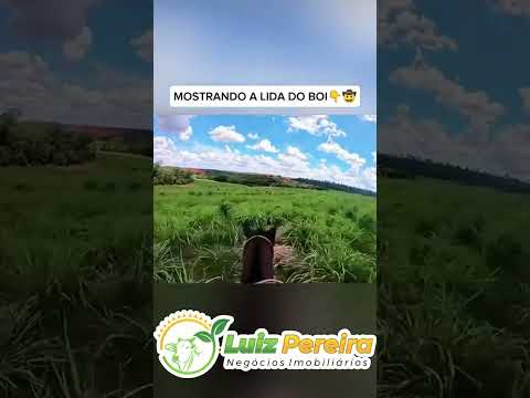Veja essa lida do boi #Boiadeiro#Boibravo#Agro#Touro#Nelore#Vidanaroça #rodeio#montaria#cowboy