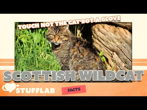 Facts About the Scottish Wildcat | Facts | Stuff Lab