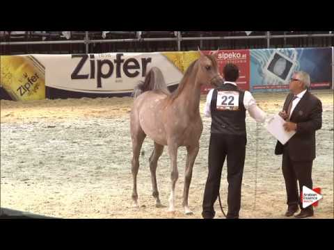 N.22 AJ AZZAM - Wels 2015 - Colts 1 year old (Class 3A)