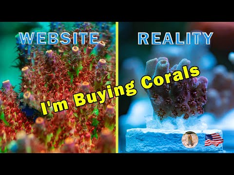 UNBOXING NEW CORALS | MY 300L REEF TANK CALIFORNIA  | Website Picture VS. Reality After Received