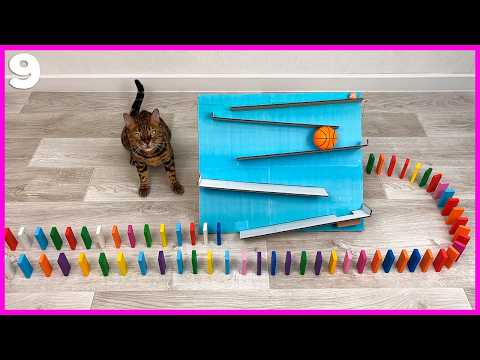 CATS AND DOMINO | WOW MRRR MEOW