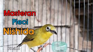 Download lagu Masteran Pleci Nishida mp3 Download lagu Masteran Pleci Nishida mp3