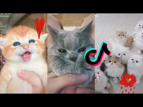 Cute Cats and Funny Cats Compilation ~ TikTok