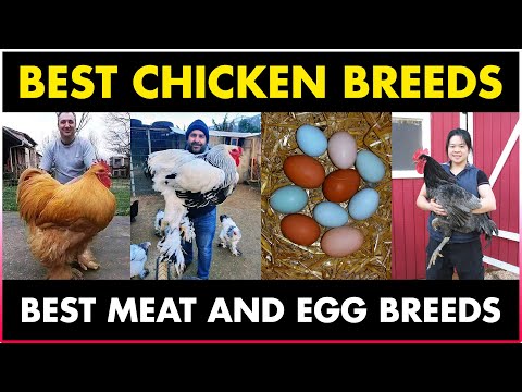 Best CHICKEN BREEDS for Meat - The 15 Best Meat...
