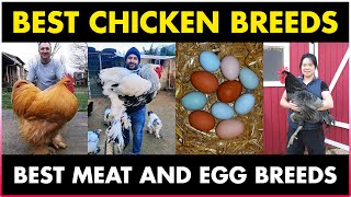 Best CHICKEN BREEDS for Meat - The 15 Best Meat Chickens | Chicken Breads for Meat and Eggs