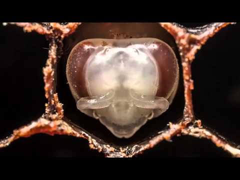 Die Geburt einer Biene - www.igbiene.ch