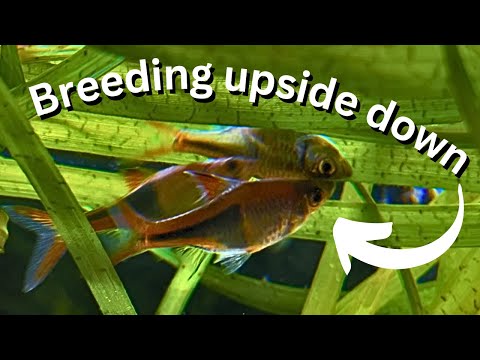 Easy fish to breed? Harlequin Rasboras breeding guide for beginners!