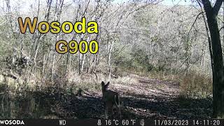Trail Cam Tuesday - January 16, 2024