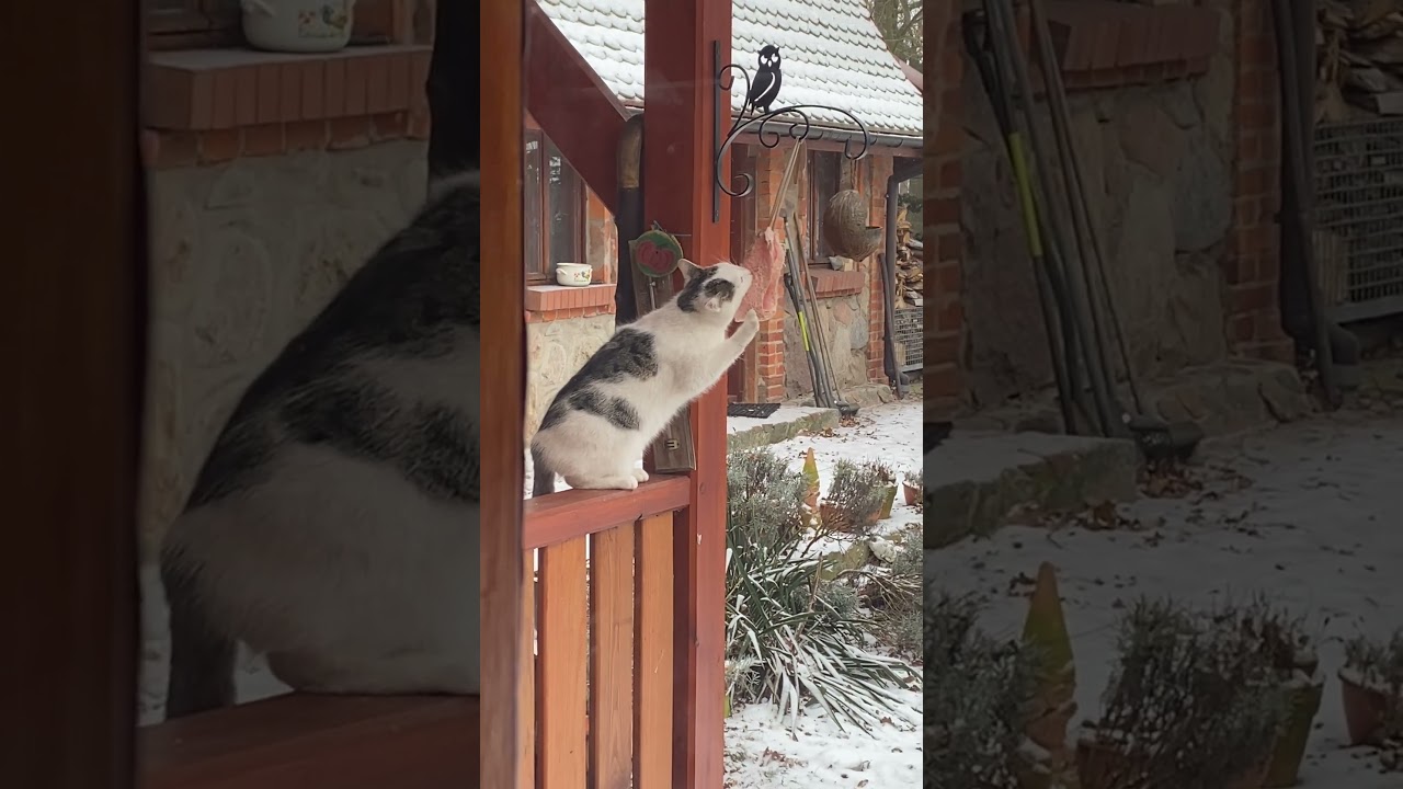 Kocikradziej złapany na słoninkowaniu ;)