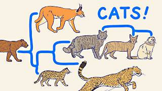 ALL THE CATS, EXPLAINED