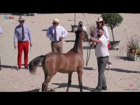 N 69 KAMAL IBN STYX   2020 Vichy   Championnat de France du Cheval Arabe   Colt Foals Championship C