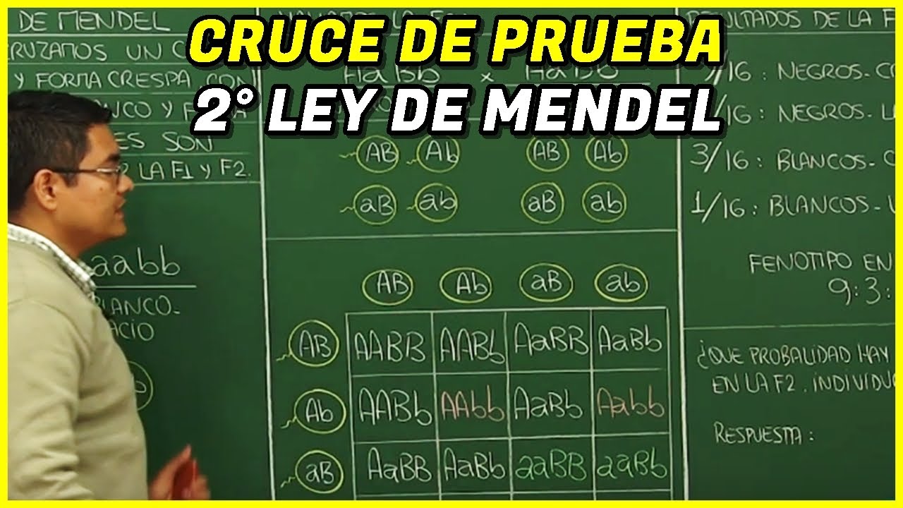 Genética II: Segunda Ley de Mendel, Cruce de Prueba