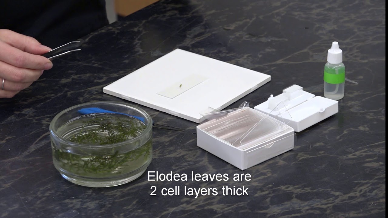 What is the shape of elodea cells? More REF