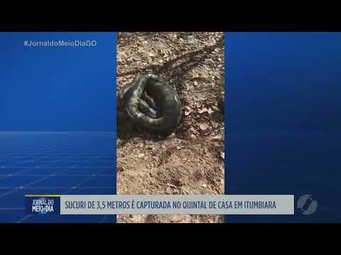 Sucuri é capturada no quintal de uma casa em Itumbiara