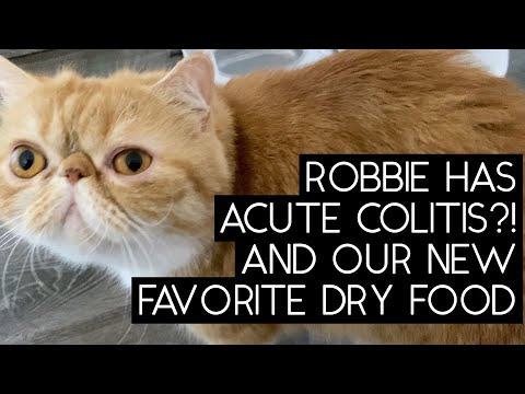 OUR SECRET TO A CAT'S UPSET STOMACH | SVEN AND ROBBIE