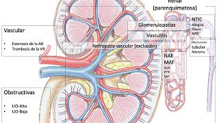 Enfermedad Renal Crónica (Dr. Ricardo Salvariño)