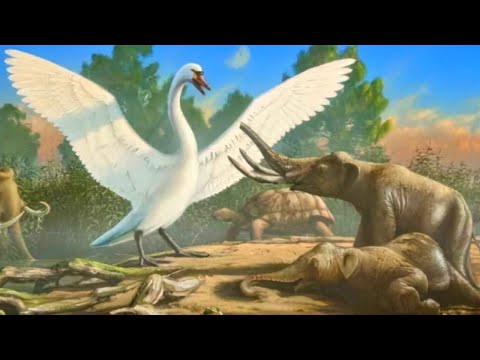 The Land Where Birds Outgrew Elephants