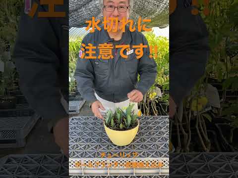 花壇の植物チューリップ...