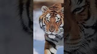 Download lagu Story wa/tiktok/IG~filosofi kanjeng Sunan Kalijaga#DjKidungwahyukolosebo# mp3