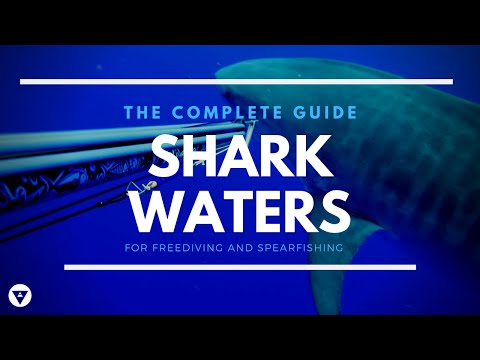 The Complete Guide | How To Avoid A Shark Attack When Spearfishing Or Freediving