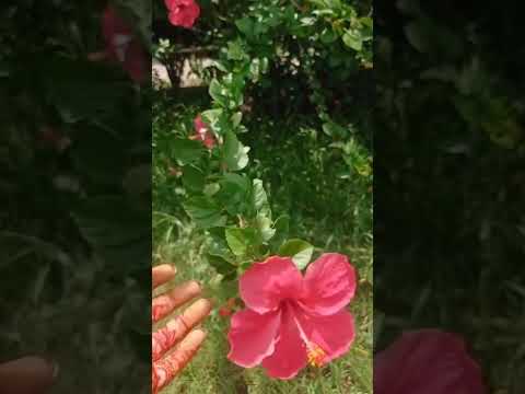 Flower🌺 #youtubeshorts  #shorts