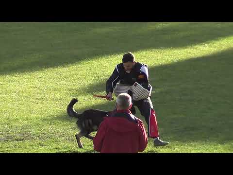 WUSV 2021  FRA 2 - PIERRE FENDT LEEROY DES ORCKIS DE L'ADRET C 85