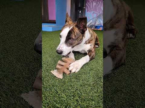 Millie, an adoptable Terrier & American Bulldog Mix in Cumberland, RI_image-1