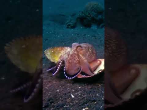 ¡TEN CUIDADO si encuentras estas conchas! #shorts