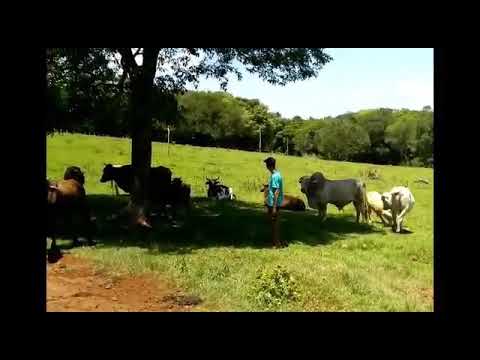 Parodia  Bruno e Barretto