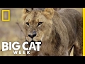 One Last Meal Big Cat Week
