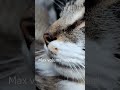 the purrs