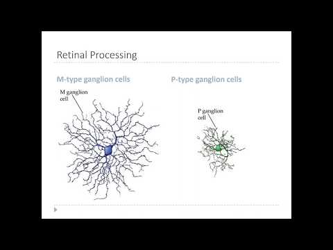 OSSM Neuro Chapter 9 - Retinal Ganglion cells