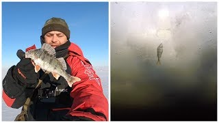 Ловля окуня на искусственный мотыль