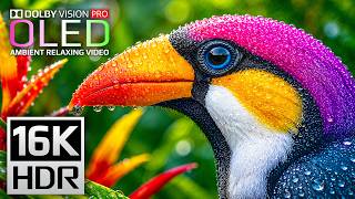 Experience 16K Dolby Vision Nature Demo | Ultimate HDR Display Test for 8K/4K TVs