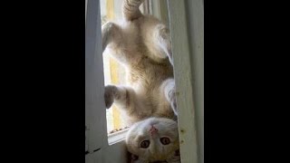 Ordinary people -  The Kinks COVER Acoustic