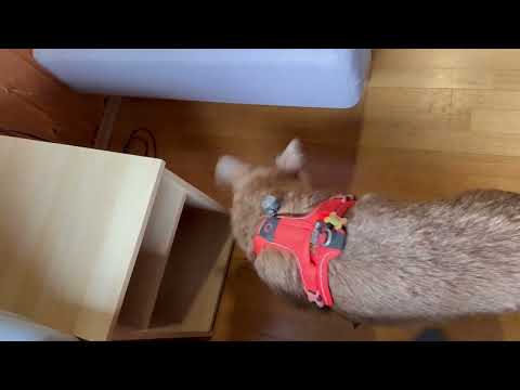 Zawody OMŚN 2025, Gierałtówka, Październik 2025, Danusia, Pokój prawy, poziom podstawowy