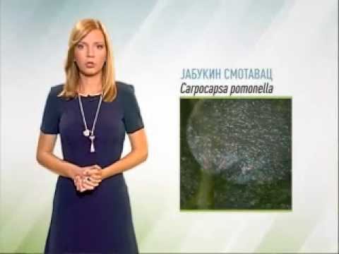 Zelena prognoza, 23.6.2015. - O stanju u zasadima jabuka