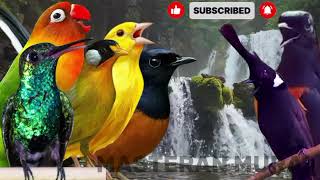 Download lagu MASTERAN MUARI TOP 1 MASTERAN PARA JUAR - TANPA IKLAN. Full isian mewah materi gacor  mp3 Download lagu MASTERAN MUARI TOP 1 MASTERAN PARA JUAR - TANPA IKLAN. Full isian mewah materi gacor  mp3