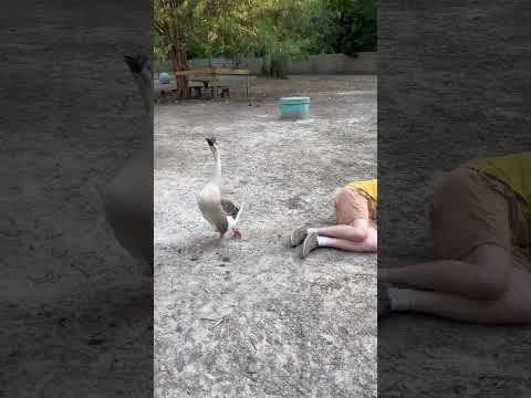 Playing dead when a goose attacks seems to work!  Except for the gratuitous butt bite.