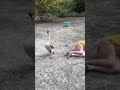 Playing dead when a goose attacks seems to work!  Except for the gratuitous butt bite.