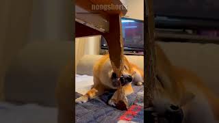 Esse cachorro só queria atenção! 😢