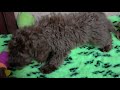 Toy Poodle cachorro en venta