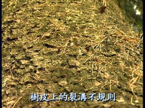 台灣世紀之旅-第032集 扇平森林