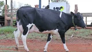 LOTE 48   609